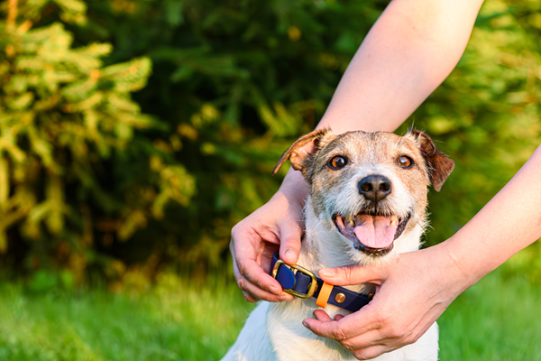 image for Top Tips for Keeping your Pet Safe: National Lost Pet Prevention Month