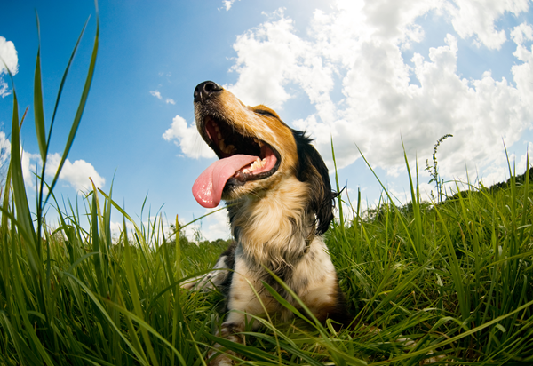 image for Heat Stroke in Dogs: What You Need to Know