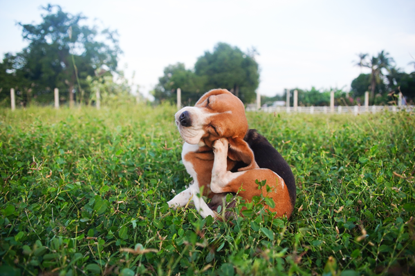 image for When Paws Itch: Understanding Summer Allergies in Cats and Dogs