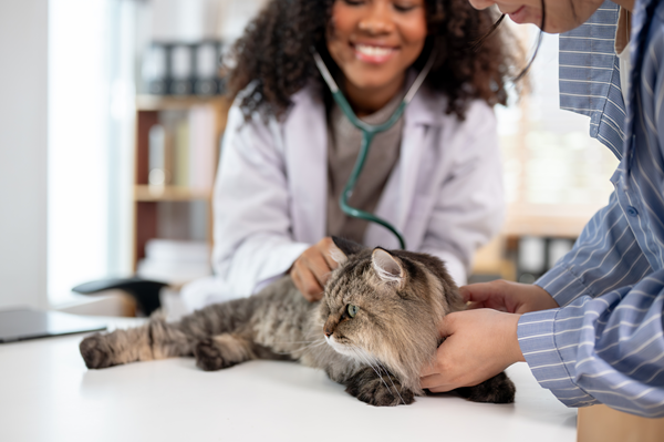image for National Take Your Cat to the Vet Day: Friday, August 22